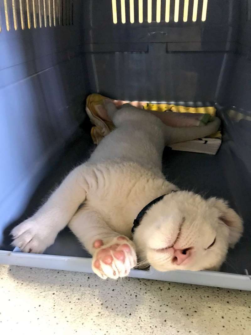 為日本加油 動物園放 小白獅賣萌照 露粉紅肉球幫災民打氣 寵物星人的秘密基地