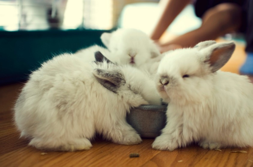 Lotsofbunnies