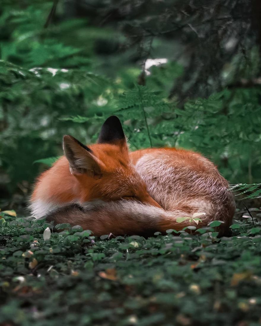 拍下野生動物最萌一面張 充滿魔幻感覺 的童話森林照 寵物星人的秘密基地