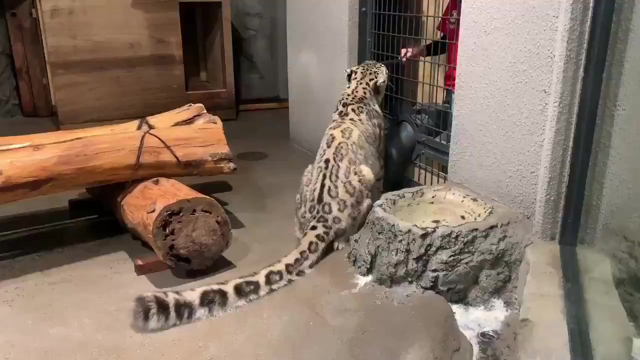 飼育員餵食揮手離開淡定雪豹背面 神同步搖搖 網融化 尾巴很誠實 寵物星人的秘密基地