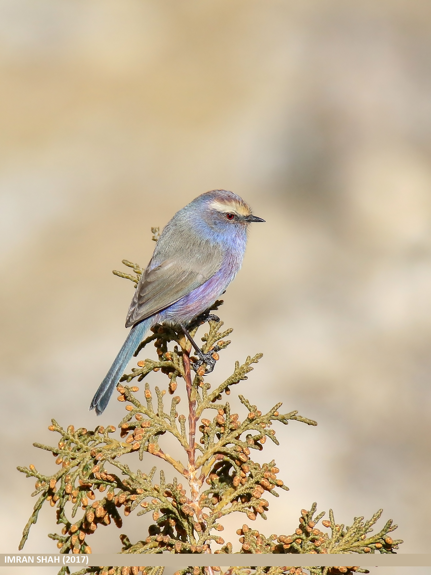 最仙氣肥雀 鳥界高顏值 花彩雀鶯 彩虹上身美照熱傳 根本鳥中小仙女 寵物星人的秘密基地