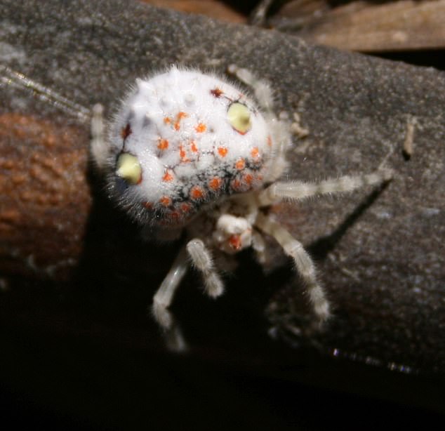 澳男求助家裡出現 白色大蜘蛛 怎辦 網友傻眼 怎麼長得那麼像握壽司 寵物星人的秘密基地